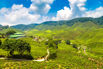 Obraz premium Beautiful Tea plantations