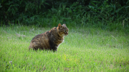 dark brown cat sitting on green grass in the sunset light