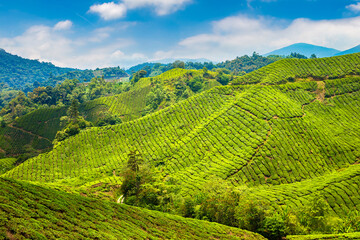 Beautiful Tea plantations
