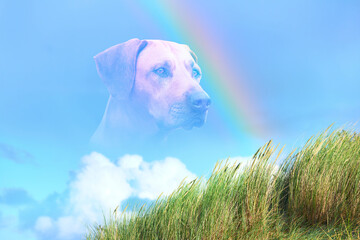 Close-up dog portrait against rainbow on blue sky, white clouds and green grass. Dog Rainbow Bridge...