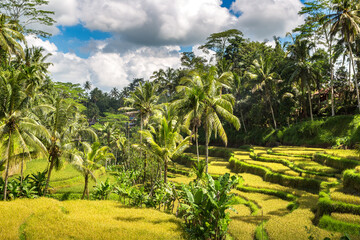 Tegallalang rice terrace on Bali