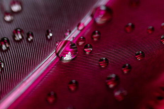 Close-up view of water droplets on a vibrant magenta-pink feather. 