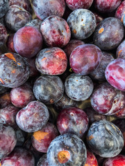 Close-up Juicy ripe plums showcasing their rich purple hues and natural imperfections. a pile of ripe purple plums with a mix of vibrant and matte textures.
