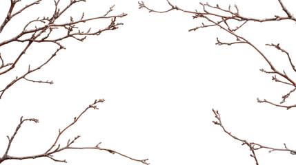 Obraz premium Border of dry tree branch on transparent background