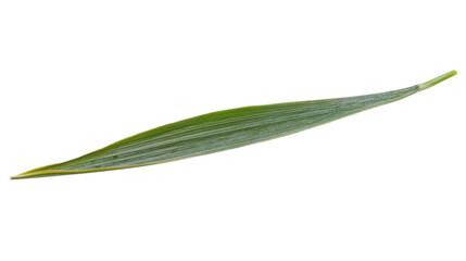 Fototapeta premium Tropical leaf on transparent background