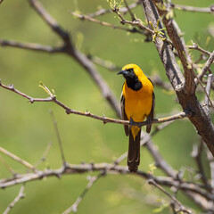 Male Hooded Oriole in Arizona