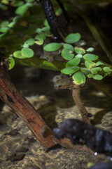 African butterfly fish near the green leaves of a plant.
