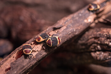 Goldilocks beetles on a branch in a terrarium.
