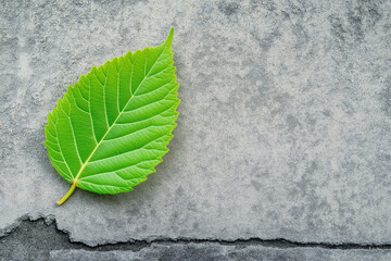 Ein grünes Blatt auf einem rissigen Betonboden

