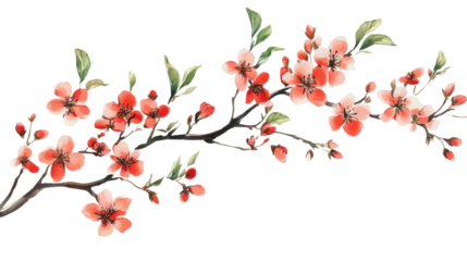 White cherry blossom on transparent background
