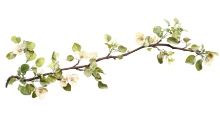 White cherry blossom on transparent background