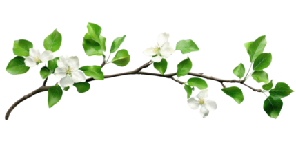 White cherry blossom on transparent background