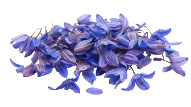 Blue iris flower on transparent background