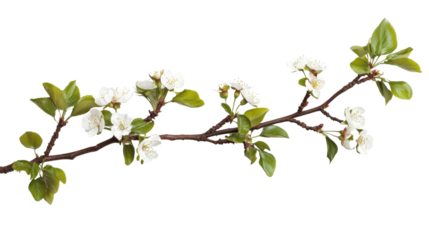 White cherry blossom on transparent background