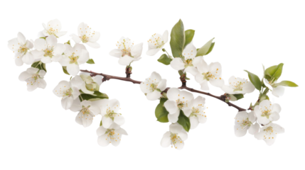 White cherry blossom on transparent background