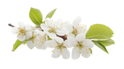 White cherry blossom on transparent background