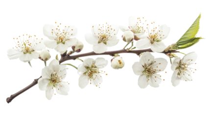 White cherry blossom on transparent background