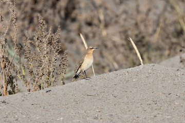 Wheatear (Oenanthe oenanthe) in Botanic Gardens, Found in Open Grasslands and Rocky Areas