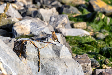 Wheatear (Oenanthe oenanthe) in Botanic Gardens, Found in Open Grasslands and Rocky Areas