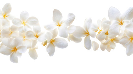 Obraz premium White flower blossom on transparent background