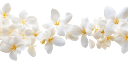 White flower blossom on transparent background