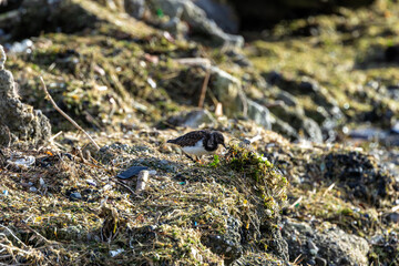 Turnstone (Arenaria interpres) on Bull Island, Found Along Coastlines and Rocky Shores