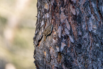 Treecreeper (Certhia familiaris) in Botanic Gardens, Found in Forests and Wooded Areas