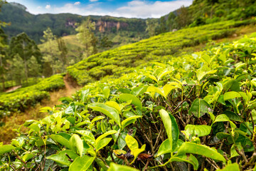 Tea plantations in Sri Lanka