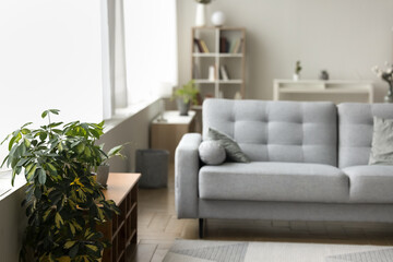 Comfort and coziness. Home interior design light empty living room at modern studio apartment flat without people furnished with new stylish furniture set large comfy sofa decorated with houseplants
