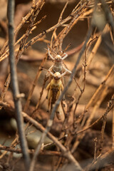Dead locusts on a twig in a terrarium.
