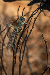Dead locusts on a twig in a terrarium.
