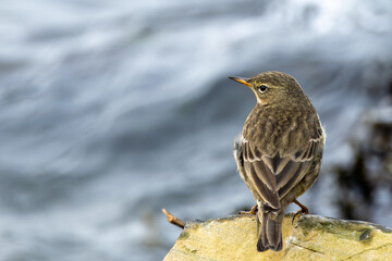 Meadow Pipit (Anthus pratensis) on Bull Island, Found in Grasslands and Moorlands