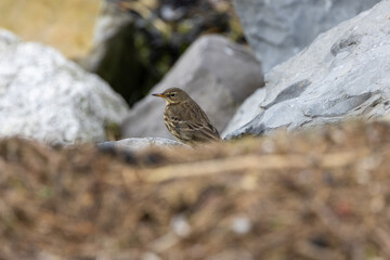Meadow Pipit (Anthus pratensis) on Bull Island, Found in Grasslands and Moorlands