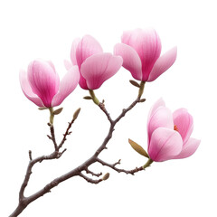 Magnolia flowers blooming on a branch against a transparent background in springtime, branch of magnolia flowersfile of isolated object on transparent background