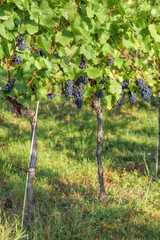 vineyard with ripe blue grapes in autumn