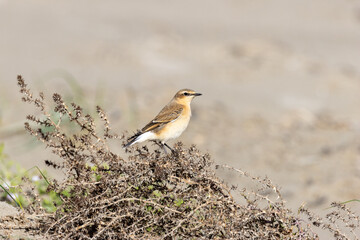 Wheatear (Oenanthe oenanthe) in Botanic Gardens, Found in Open Grasslands and Rocky Areas