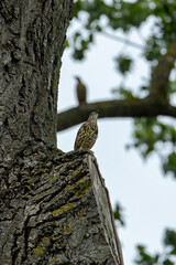 Mistle Thrush (Turdus viscivorus) in Botanic Gardens, Found in Woodlands and Parks