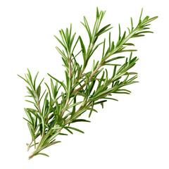 Fototapeta premium Fresh rosemary branch isolated on a clean transparent background showcasing its vibrant green leaves and texture, rosemary branch isolated on transparent background