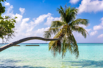 Tropical beach with single palm