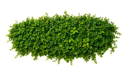 Obraz premium A dense horizontal green bush, perfect for concepts related to nature, environment, and sustainability. Generative AI