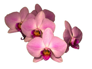 Closeup macro of pink orchids with yellow centers on transparent background
