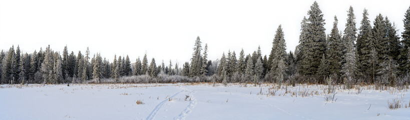 Panorama Snow covered field with a northern forest of spruce trees and transparent sky
