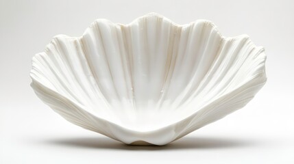Open white seashell isolated on a white background, showing detailed texture.