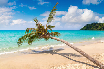 Palm tree over beach