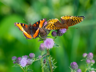 Butterflies on Thistle