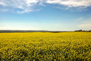 Obraz premium A large field of yellow flowers with a clear blue sky in the background