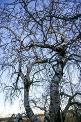 A tree with no leaves is standing in a field
