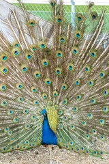Obraz premium A peacock is standing in a zoo enclosure