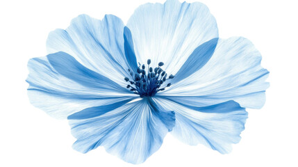 Fototapeta premium Blue flower on transparent background