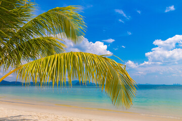 Palm tree branch over beach